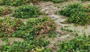 Rajasthan: बारिश के कारण मूंगफली की फसल हुई खराब, किसान चिंतित