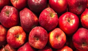 भारी बारिश के कारण सेब का उत्पादन हुआ प्रभावित, भारत में हो सकती सेब की कमी