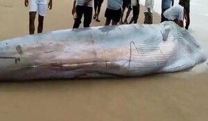 Andhra Pradesh: भारी बारिश के बाद समुद्र तट पर आई 25 फीट लंबी ब्लू व्हेल