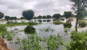 बारिश होते ही नागौर शहर का गंदा पानी खेतों में भरा; किसानों की फसलें हो रही तबाह, किसानों ने जिला कलेक्टर को सौंपा ज्ञापन