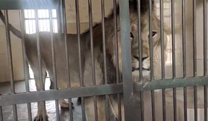 Jaipur News: लापरवाही ने ली शेर 'GS' की जान, बाकी भी नहीं सुरक्षित !