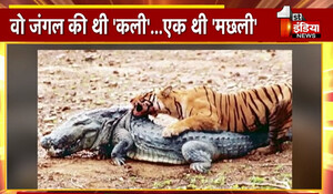 एक थी 'मछली': देश दुनिया में रणथंभौर का नाम करने वाली...सबसे उम्र दराज बाघिन, राजस्थान को दिए 60 फीसद बाघ