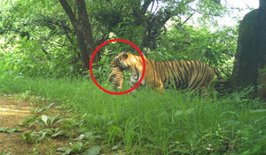 राजस्थान बाघों के लिए बनता जा रहा 'सेफस्थान', रणथंभौर में बाघिन टी 107 एक शावक के साथ दिखी; 2 महीने में 15 बाघ शावकों का हुआ जन्म