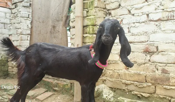 Jhalawar: पीपली गांव में बकरी ने अजीबोगरीब बच्चे को दिया जन्म, देखकर हर कोई चौंका  
