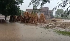 Sawai Madhopur: भादो के बाद फिर लौटा सावन, लगातार बारिश से फसलों पर मंडराया संकट 
