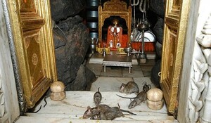 Navratri Special: बीकानेर में शारदीय नवरात्र पर विश्व प्रसिद्ध करणी मंदिर में धूम, यात्रियों के लिए सुरक्षा के पुख्ता इंतजाम 