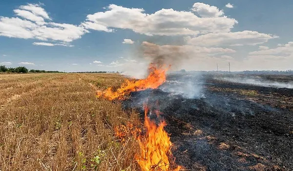 पंजाब के कुछ हिस्सों में बारिश से धान की कटाई में देरी, खेतों में आग फिर से शुरू