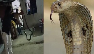 Rajsamand News: 12 साल के मासूम को कोबरा ने डसा, बच्चा अस्पताल में भर्ती