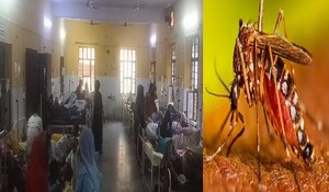 धौलपुर में डेंगू ने पसारे पांव, अब तक 30 मामले आए सामने; स्वास्थ्य विभाग हुआ चौकन्ना