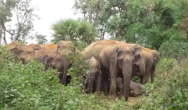 Madhya Pradesh: मंडला में जंगली हाथियों ने एक व्यक्ति को कुचल कर मार डाला