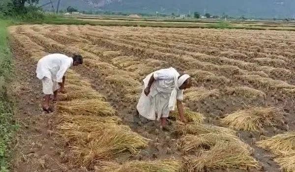 Bundi News: धान की खेती पर मंडराया संकट, बेमौसम बारिश से बढ़ी किसानों की चिंता