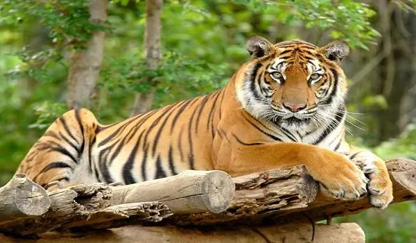 Madhya Pradesh: भोपाल स्थित मैनिट परिसर में पकड़ा गया बाघ