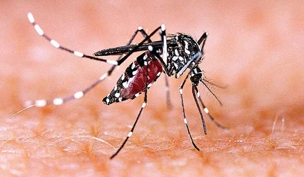 Madhya Pradesh में इस साल अब तक डेंगू के 1,595 मामले दर्ज, पिछले साल की तुलना में काफी कम