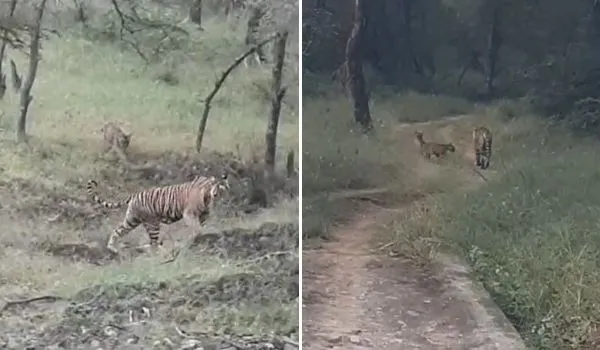 VIDEO: रणथंभौर का सुपर संडे ! एक ही दिन में 7 अलग-अलग जोन में दिखे 15 बाघ-बाघिन, एरोहेड ने सांभर का तो बेटी रिद्धि ने चीतल का किया लाइव शिकार