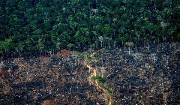 Amazon में वनों की कटाई शून्य होना अब संभव- क्या होना जरूरी, जानिए डिटेल्स
