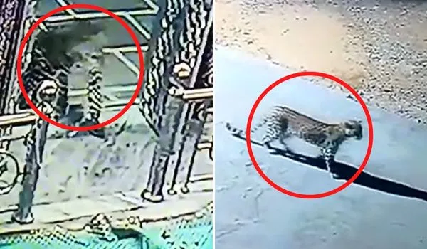 Jaipur News: दरगाह में बघेरा पहुंचने से दहशत में जायरीन ! CCTV में कैद हुआ मूवमेंट 