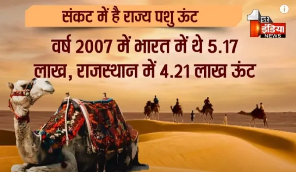 VIDEO: राज्य पशु ऊंट को बचाएगी सरकार ! अब केवल 2 लाख ऊंट ही बचे हैं राजस्थान में, देखिए ये खास रिपोर्ट
