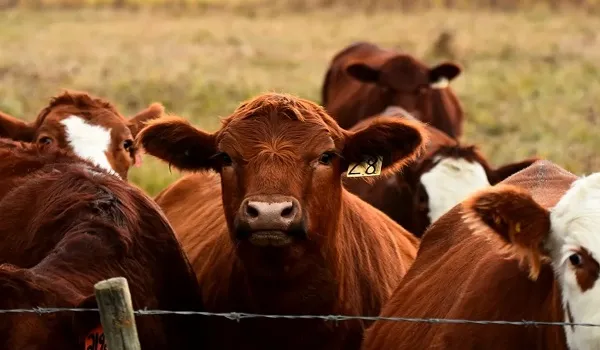 कम डकार, अधिक मांस और दूध - पशुधन किसान जलवायु संकट से निपटने में कर सकते हैं मदद, जानिए डिटेल्स