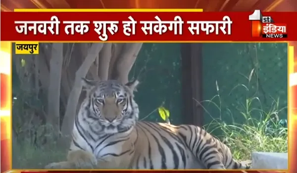 VIDEO: जयपुर में जनवरी तक शुरू हो सकेगी सफारी, 4 गाडिय़ों में बैठकर बाघों का दीदार कर सकेंगे सैलानी