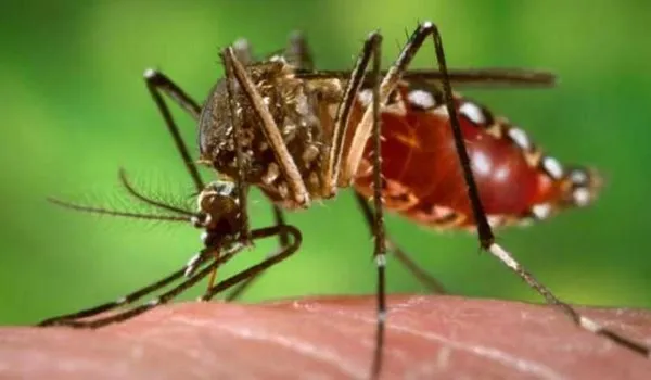 Dengue: दिल्ली में इस साल डेंगू के 3300 से अधिक मामने आए सामने 