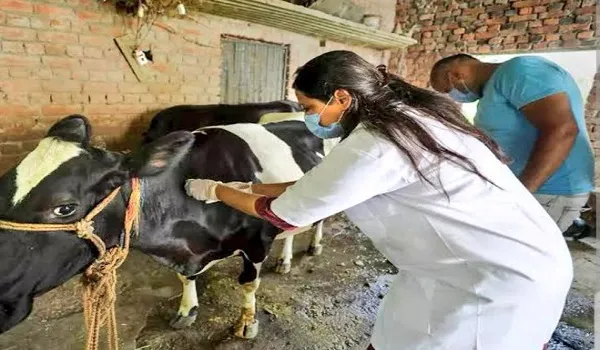 Uttar Pradesh में मवेशियों को लंपी वायरस रोधी टीके की 1.58 करोड़ खुराक दी गई