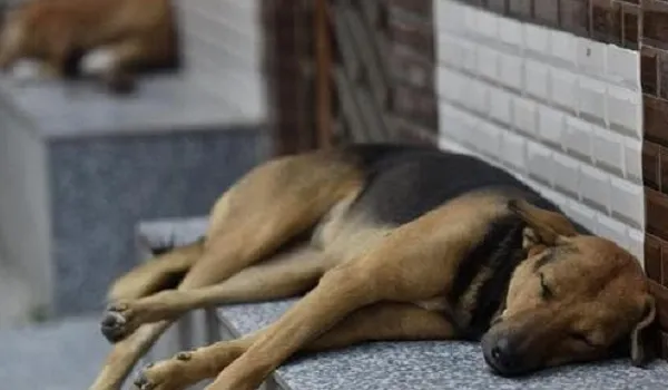 Dog Policy: Noida की तर्ज पर ग्रेटर नोएडा में लागू होगी श्वान नीति, जनिए डिटेल्स 