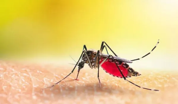 दिल्ली में दिसंबर में डेंगू के करीब 260 मामले, सालाना मामले 3,800 के पार