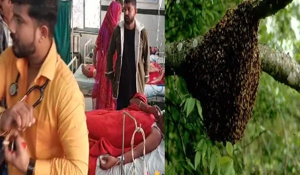 Pali News: विवाह समारोह के आयोजन के दौरान मधुमक्खियों ने किया हमला, दूल्हा-दुल्हन सहित सात लोग हुए घायल
