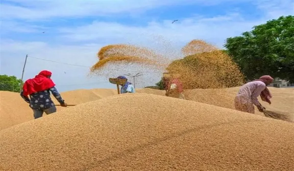 VIDEO: प्रदेश के किसानों से समर्थन मूल्य पर होगी गेहूं की खरीद, न्यूनतम मूल्य 2275 रुपए प्रति क्विंटल निर्धारित